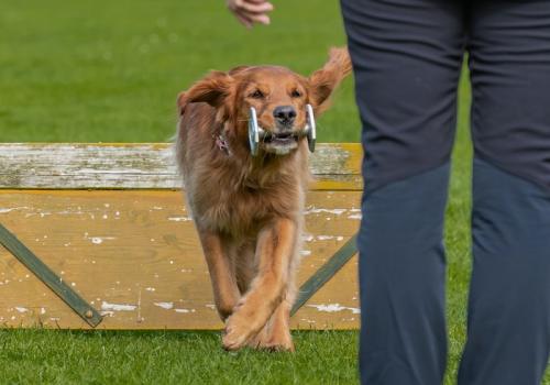 9. Steiermark-Cup OB Steyr-100