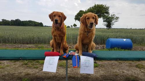 Bergfexn-RBP-Ebreichsdorf-Retriever3