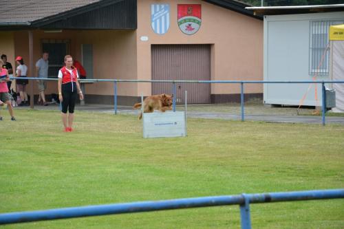 Bergfexn´s Balduin European Obedience Open 2020