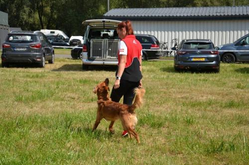 TQ Cayo der Bergfex bei der European Obedience Open 2020