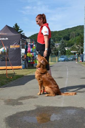 TQ Cayo der Bergfex bei der European Obedience Open 2020