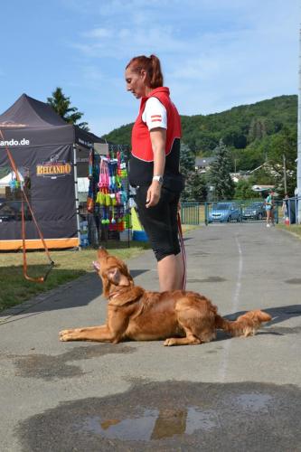 TQ Cayo der Bergfex bei der European Obedience Open 2020