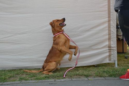 TQ Cayo der Bergfex bei der European Obedience Open 2020