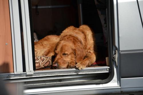 Bergfexn´s Claus bei der European Obedience Open 2020