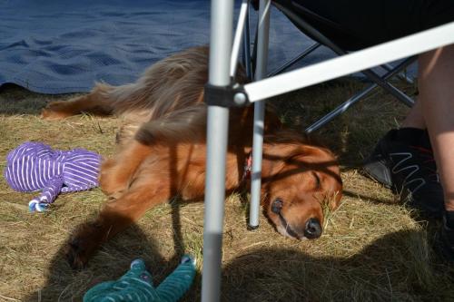 Bergfexn´s Balduin European Obedience Open 2020