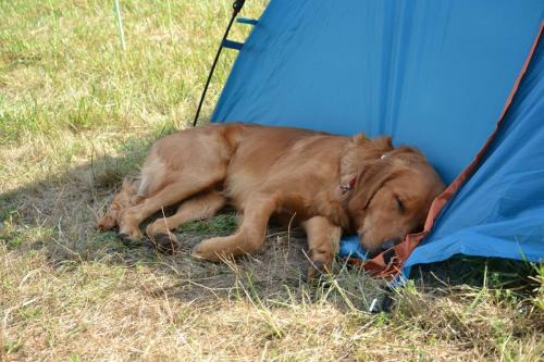 TQ Cayo der Bergfex bei der European Obedience Open 2020