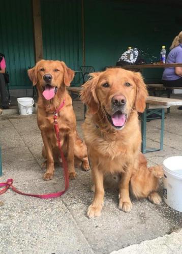 Bergfexn-RBP-Ebreichsdorf-Retriever1 (1)