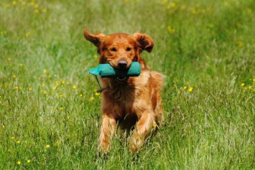 Intel(R) JPEG Library, version [1.51.12.44]